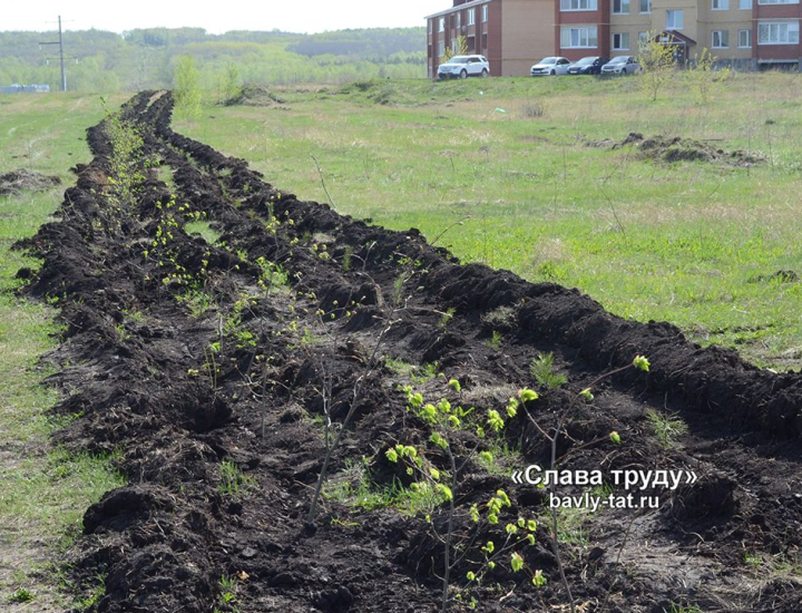 Бавлинский район в мае примет участие в акции "Сад памяти"