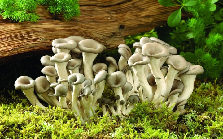 Регулярное потребление грибов снижает риски рака у человека на 45%