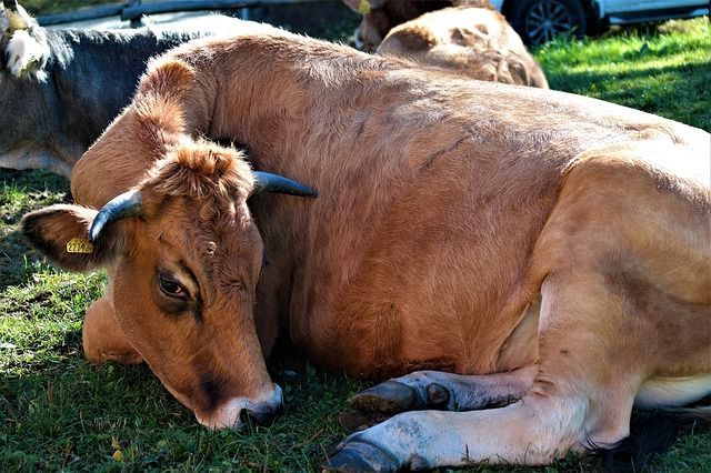 Минсельхозпрод РТ: коровам необходим профессиональный «педикюр»