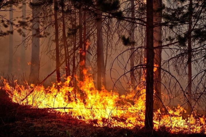 Штормовое предупреждение о высокой пожарной опасности лесов на территории РТ