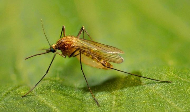 Роспотребнадзор: Кровососущие комары могут быть переносчиками возбудителей инфекционных и паразитарных болезней