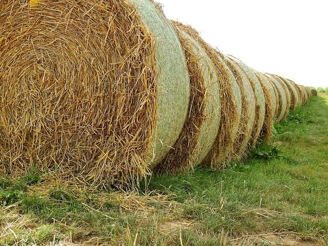 Бавлинским аграриям рекомендуют восполнить нехватку сена веточными кормами