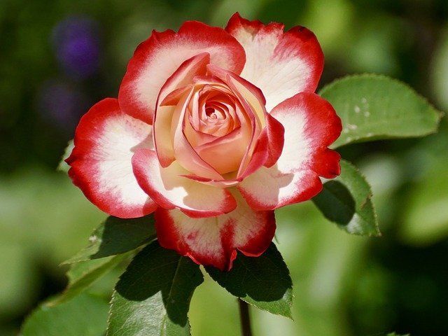 Быстро растут и пышно цветут: 5 секретов ухода за розами