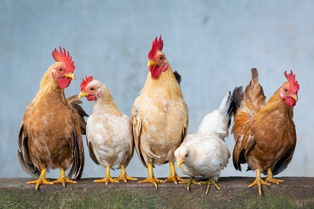 Какие части курицы лучше не употреблять в пищу