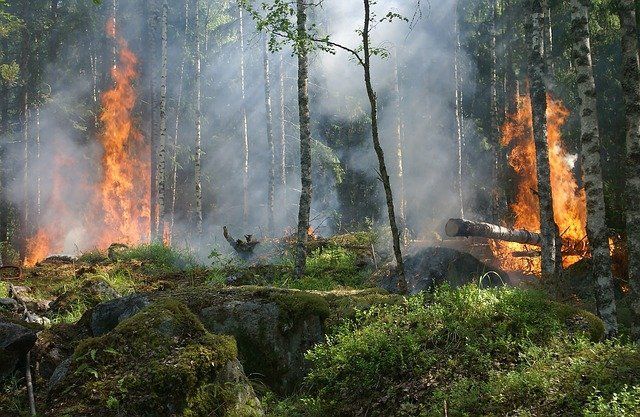 16 - 17 июня в РТ местами сохранится высокая пожарная опасность лесов