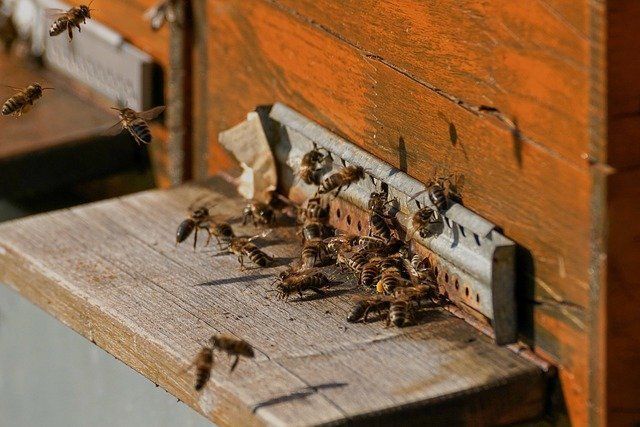 Татарстанские пчеловоды недовольны аграриями из-за гибели пчел