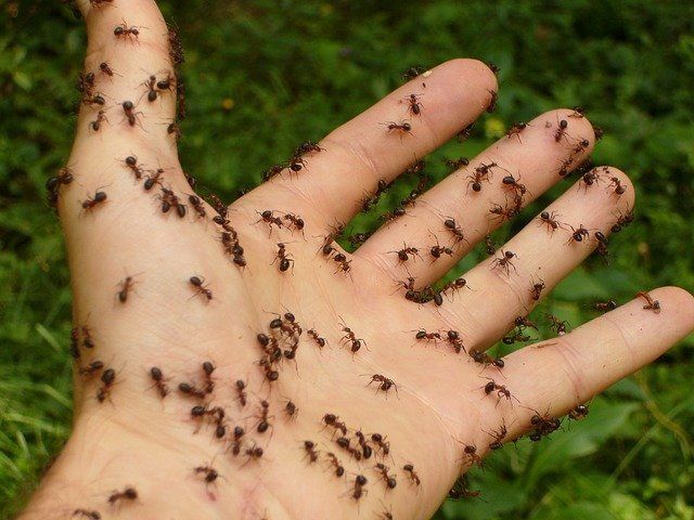 Как избавиться от муравьев и тли с помощью обыкновенной фольги