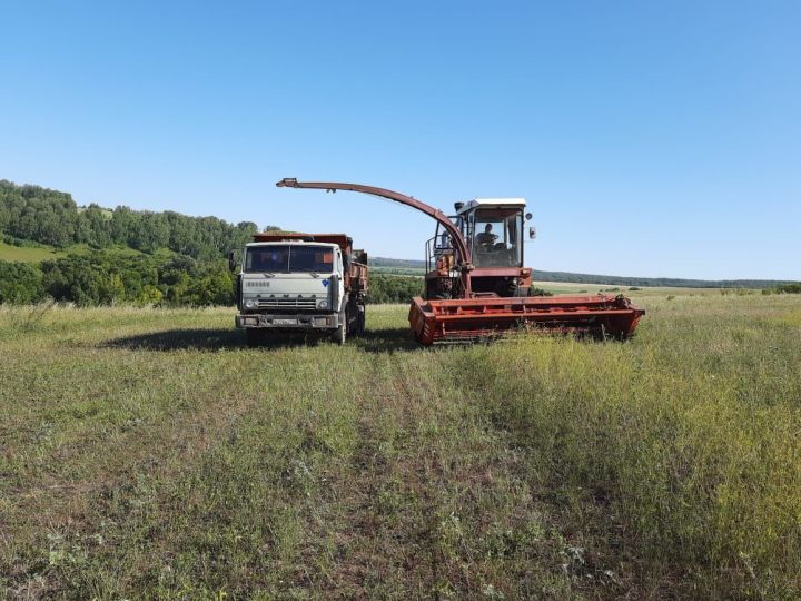 С полей Татарстана планируют убрать 1,6 миллиона гектар зерновых и зернобобовых