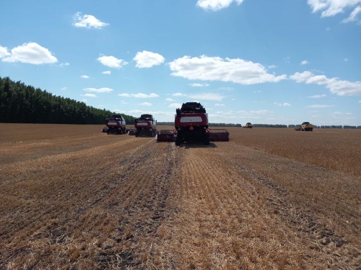 В Буинском районе Татарстана началась уборка урожая озимой пшеницы