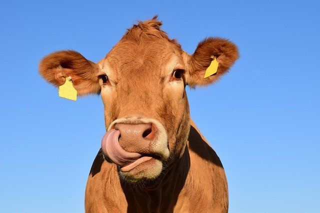 Владельцы коров и коз из Бавлинского района получат субсидии