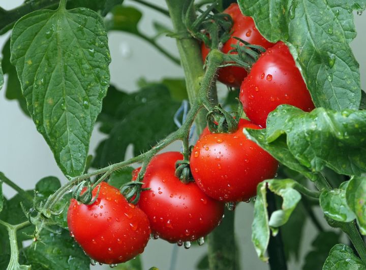 Өлгергән помидорлар ярылмасын өчен нишләргә?