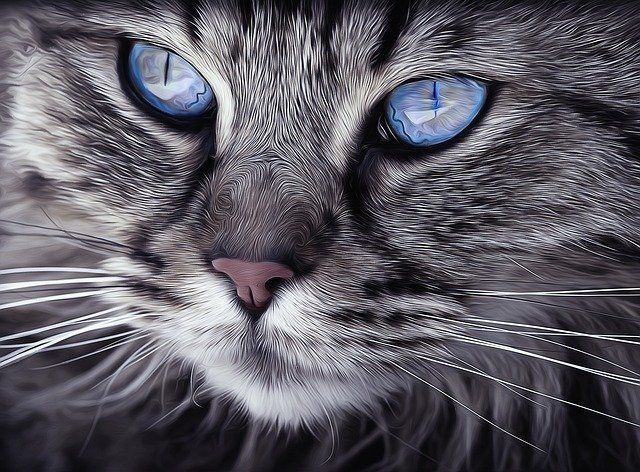 Реакция кошки на плохого человека: как животные считывают негативную энергетику