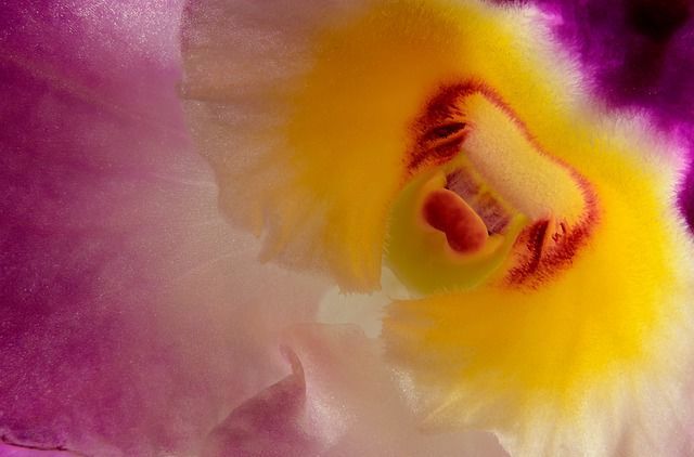 Ученые: орхидея может замедлить развитие рака простаты