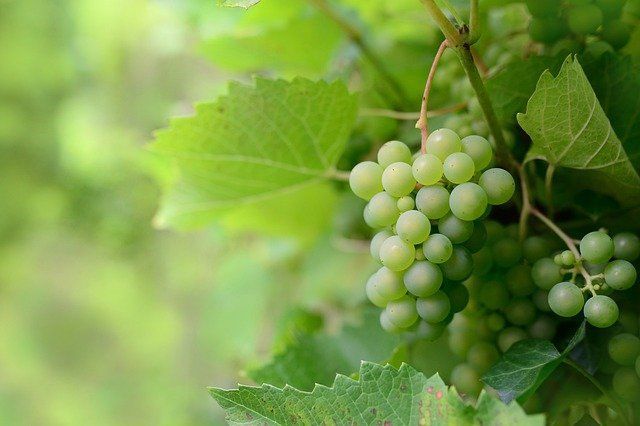 Что нужно сажать возле винограда для хорошего урожая: хитрости бывалых дачников