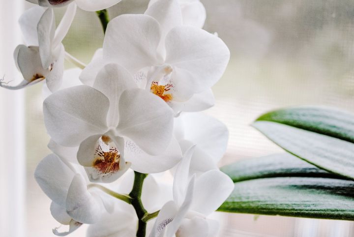 Орхидея үстерүчеләргә киңәш