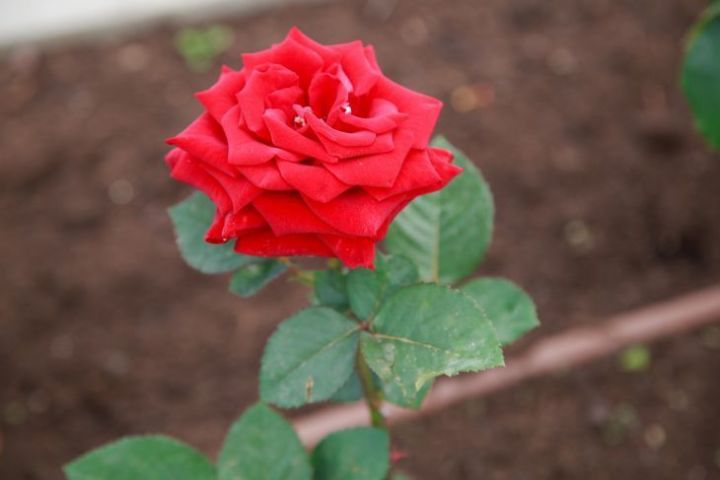 Действенный способ укоренить розу: как в этом вопросе помогает алоэ вера