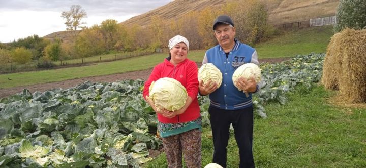 Гараевы из деревни Исергапово поделились секретами выращивания капусты