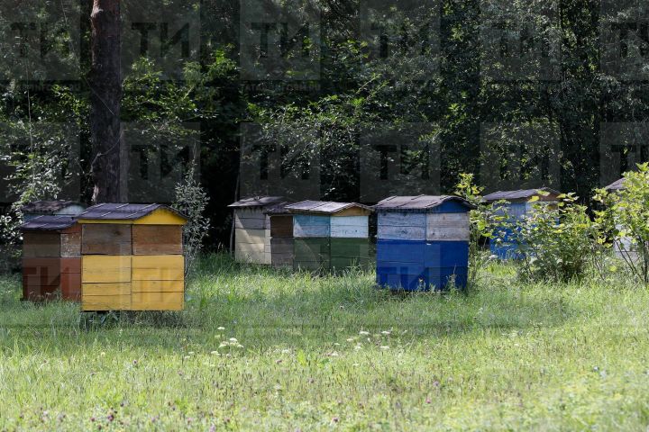 В РТ планируется создать Центр пчеловодства и аквакультуры