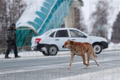 В Татарстане уменьшат риск получения вреда от бездомных животных