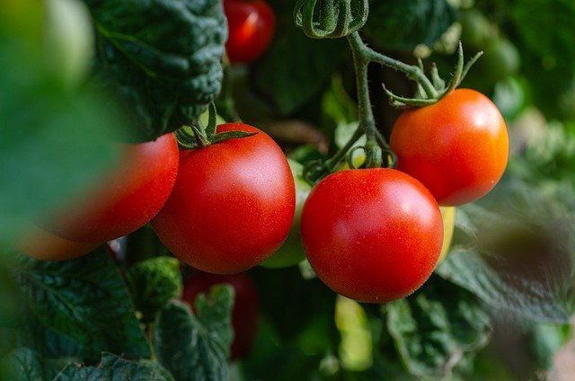 Высадка помидоров лежачим способом: в чем заключается суть метода