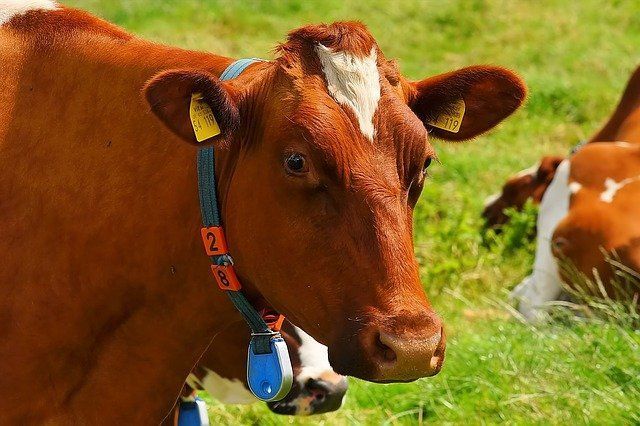 В Бавлинском районе начинается выдача субсидий на дойных коров и коз