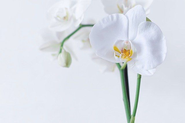 Чем обычный рис полезен для капризной красавицы-орхидеи: хозяйкам на заметку