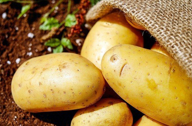 Как получить ведро отборного картофеля с одного куста: дедовский способ