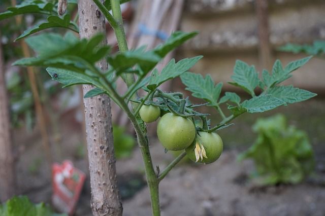 Что посадить рядом с помидорами для хорошего урожая: правила, о которых следует знать