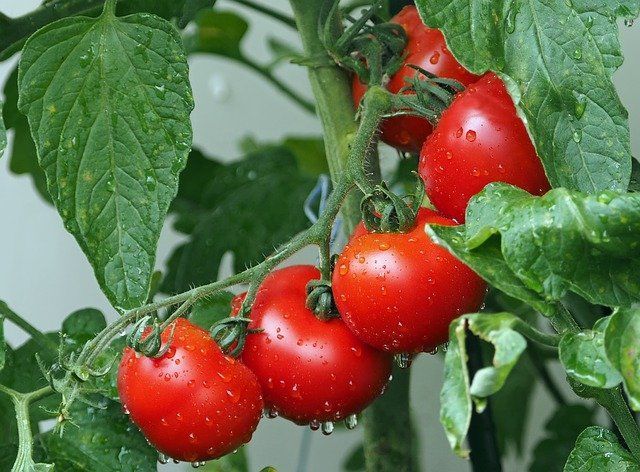 Всего щепотка этого удобрения, и урожаю томатов не будет предела: деревенская хитрость