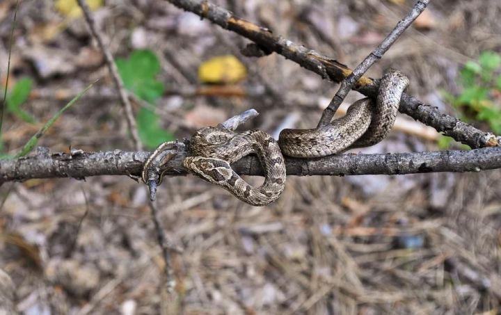 Бавлинцев предупреждают об опасности укусов змей