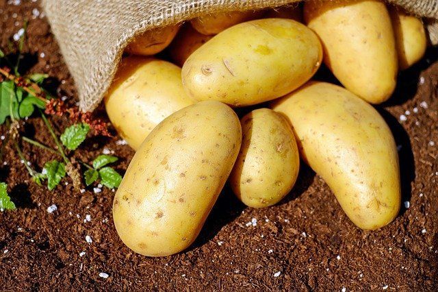 Что нужно сделать с картошкой перед посадкой, чтобы собирать урожай мешками