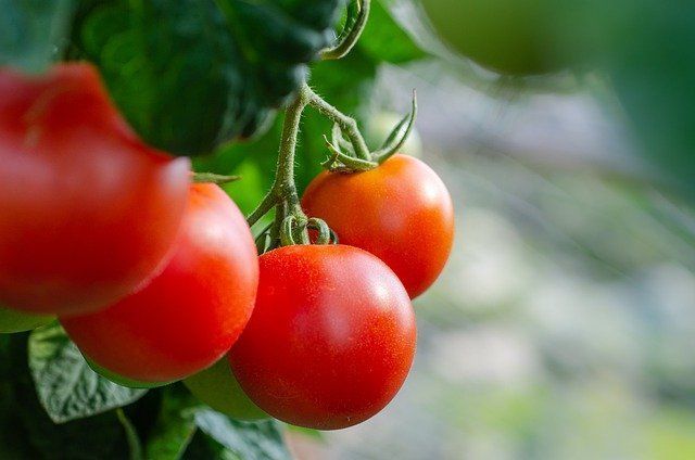 Будет много красных помидоров, если начнете применять эти секреты на огороде