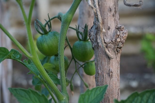 Что надо сделать с рассадой помидоров весной, чтобы потом собирать много урожая