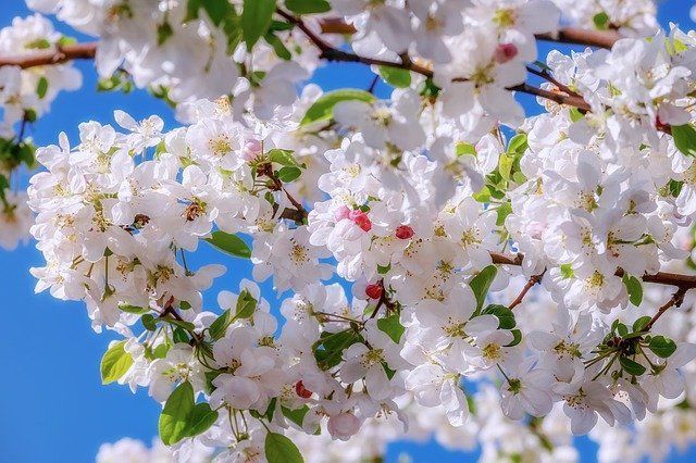Чем опрыскать яблони и груши в апреле: защита от болезней и вредителей на весь сезон