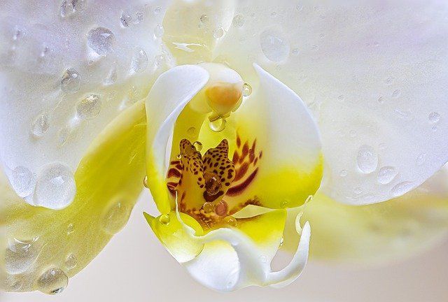 Одна чайная ложка – и любая орхидея пышно зацветет и пустится в активный рост