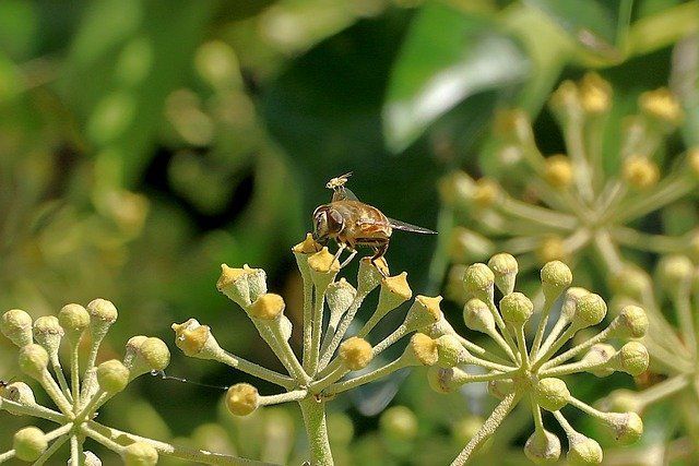 Посадите на грядке это растение, и комары не будут досаждать вам летом: интересная дачная хитрость