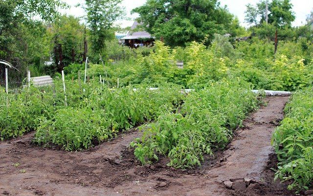 Воткните в землю эти приспособления, и мелкие животные больше никогда не появятся на грядке