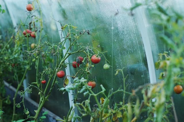 Одна ошибка при посадке томатов в теплице сильно сокращает урожайность кустов и ухудшает вкус плодов