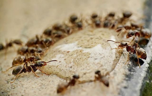 Как избавиться от садовых муравьев в огороде: деревенская хитрость