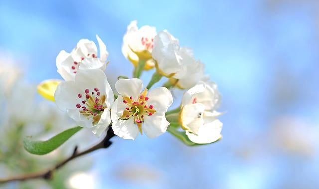 Сад во время цветения: 6 работ, которые нельзя пропустить