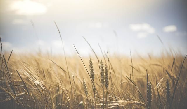 В Россельхозцентре Татарстана предупредили, чем грозит хлебная полосатая блошка посевам яровых культур
