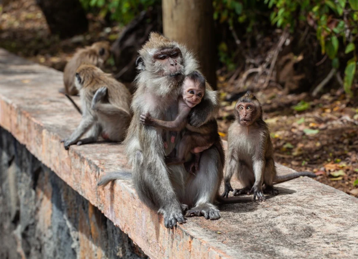 Минздрав РТ прокомментировал ситуацию с распространением оспы обезьян