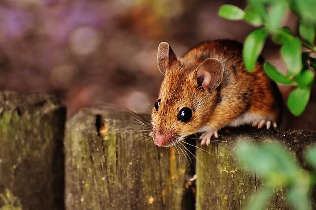 Какие запахи помогут прогнать мышей из дома: хитрости опытных дачников