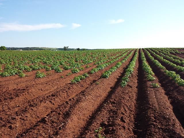 Как правильно посадить картофель в начале лета, чтобы получить полноценный урожай: так делают опытные аграрии