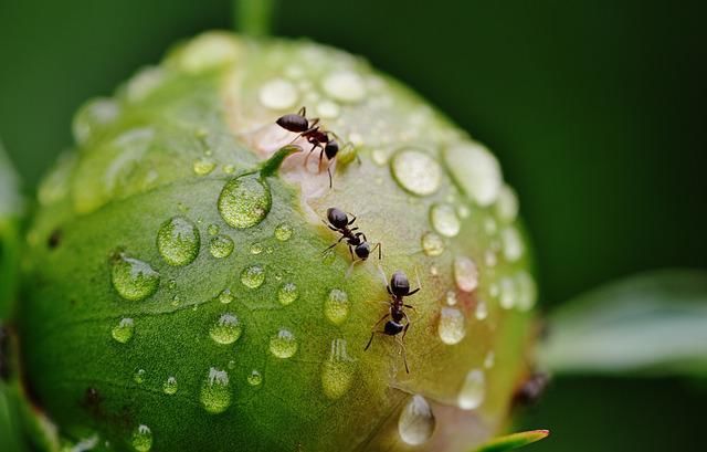 Чем полить грядки, чтобы на них не было муравьев и тли: дешевое и доступное средство