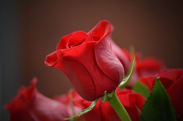 Что нужно сделать после цветения роз: 5 обязательных процедур, о которых забывают дачники