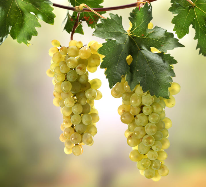 Как часто можно поливать виноград летом: дачные предрассудки и заблуждения