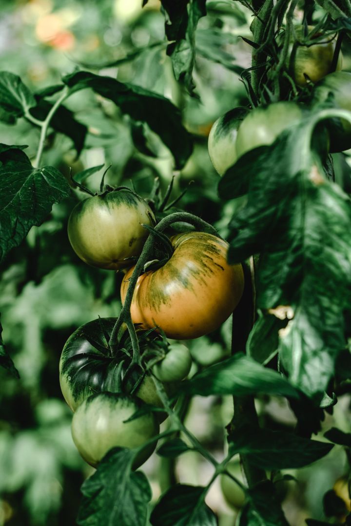 Как вылечить томаты от солнечных ожогов: рассказали опытные фермеры