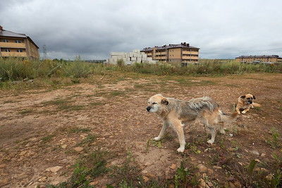 Более 22% татарстанцев поддерживают отстрел бездомных животных