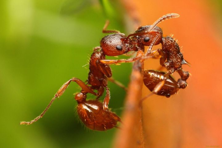 Проверенный способ избавиться от муравьев в саду надолго: немного варенья – и забудьте, как они выглядят